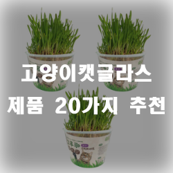  고양이들의 최애품을 집에서도 배양해보세요~ 고양이캣글라스 추천!