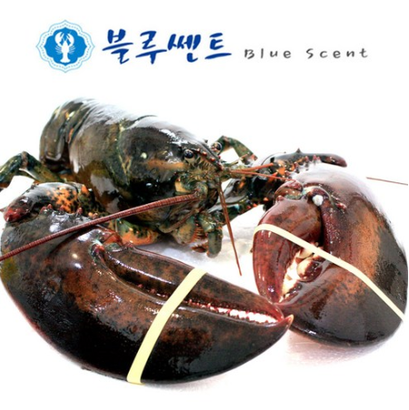  2020년 1월제철음식  블루쎈트 프리미엄 활 랍스타
