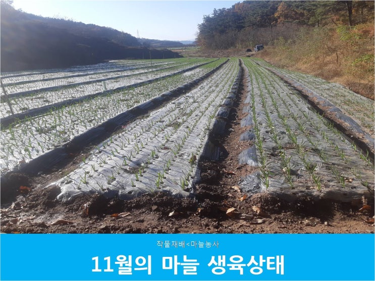  2020년 임가네농장 마늘재배 이야기_01