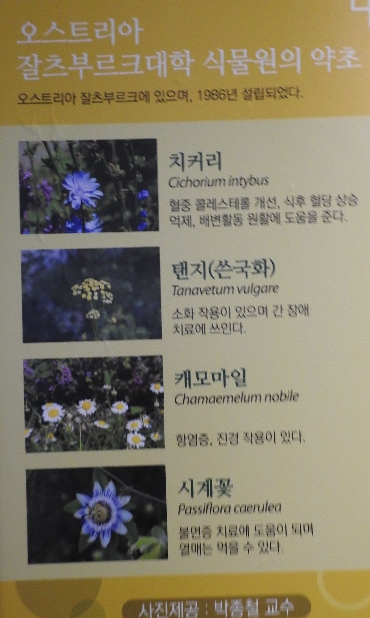 허준박물관의 세계의약초 특별전 #페이지 #허준박물관 : 네이버 블로그, image size:749x1249