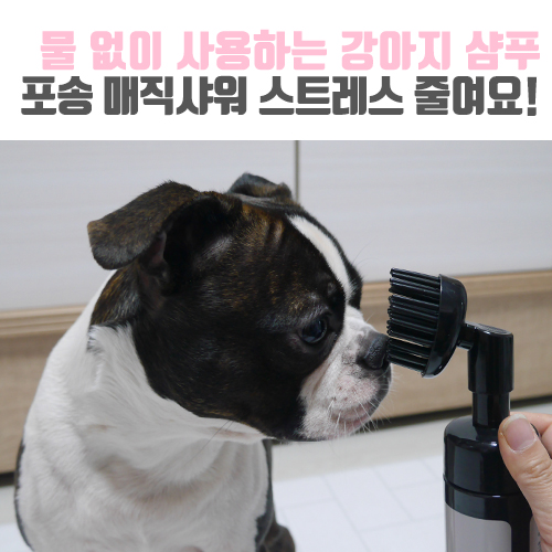 [보보일기/포송] 물 없이 사용하는 강아지 샴푸 포송 매직샤워 (feat.스트레스 줄여봅시다)