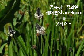  차전자피 식이섬유 다이어트? 효능 및 부작용 제대로 알고 하면 더욱 좋아요