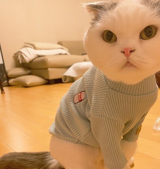 안재현, 귀여운 반려묘 '안주' 근황 공개..작고 소중해 안재현, 귀여운 반려묘 '안주' 근황 공개..작고 소중해