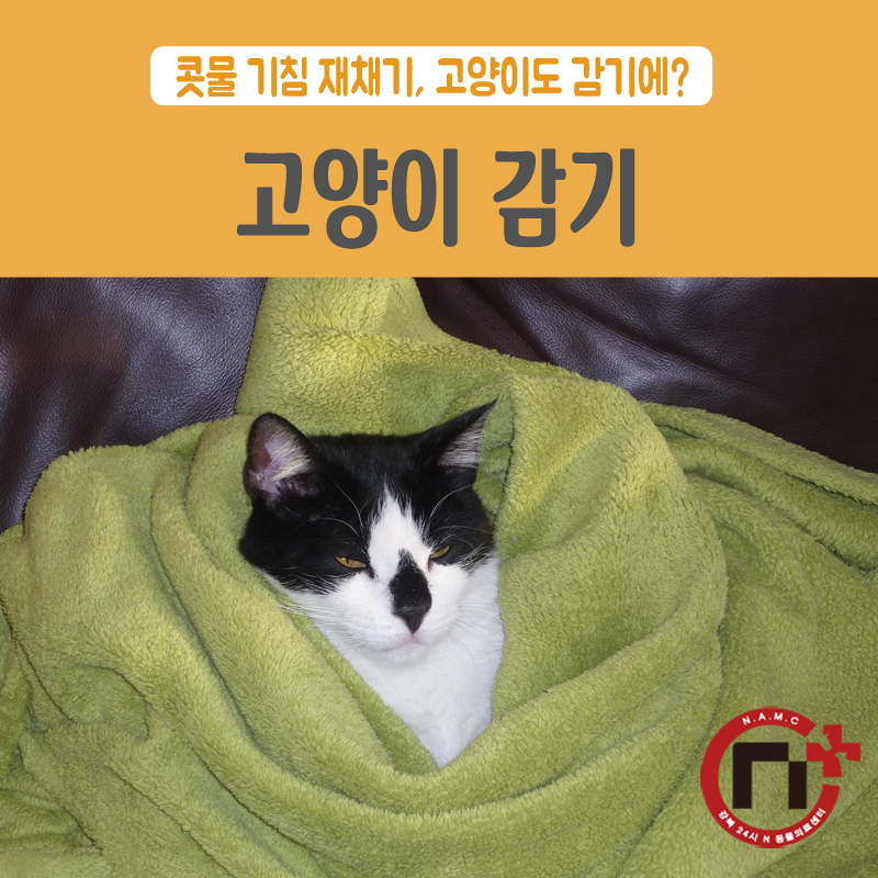 고양이 폐렴 증상. 기침, 콧물, 재채기 원인 및 예방법 2