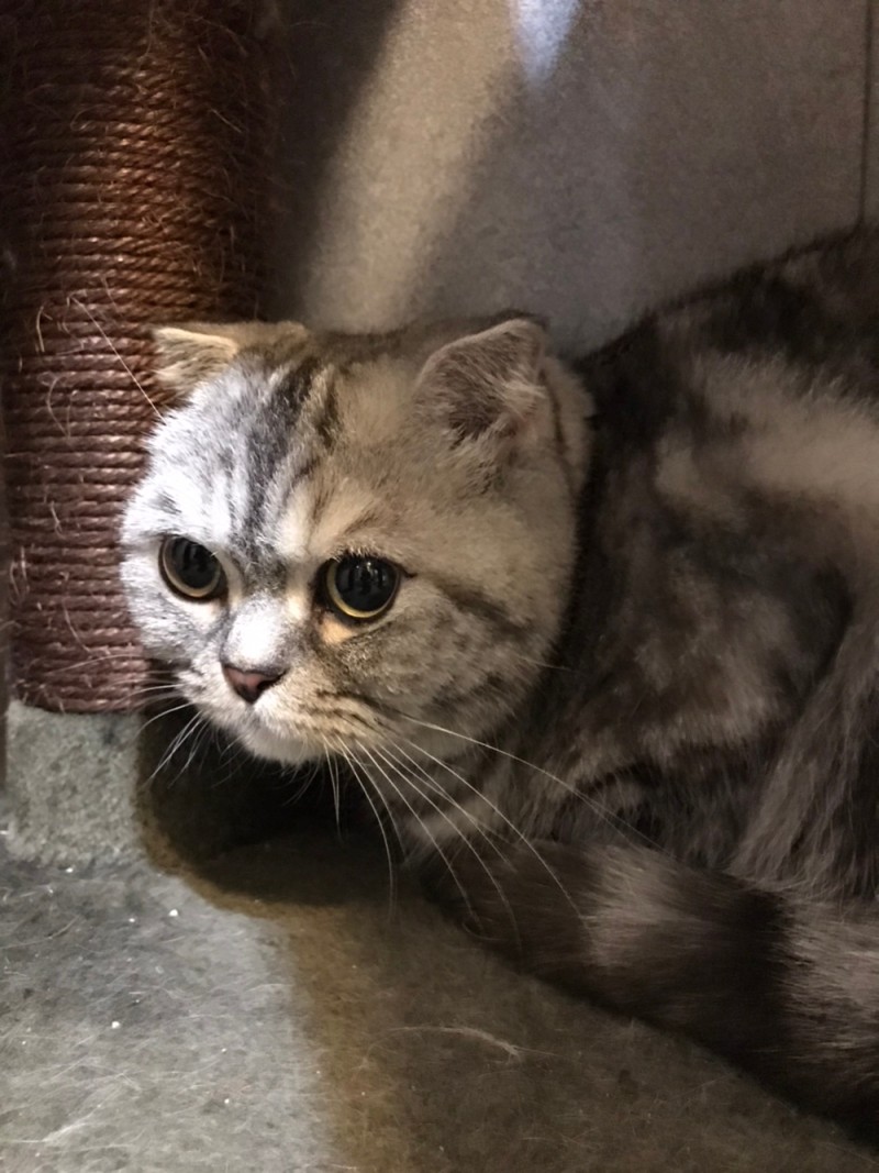 고양이분양 폴드 '만두'의 가족을 찾습니다! : 네이버 블로그
