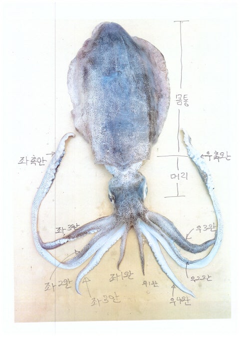 무늬 오징어 해부학 : 네이버 블로그
