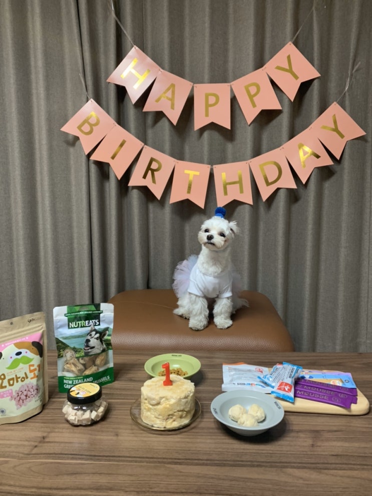 두부 생일상, 강아지 생일상 준비하기 초초초간단!!