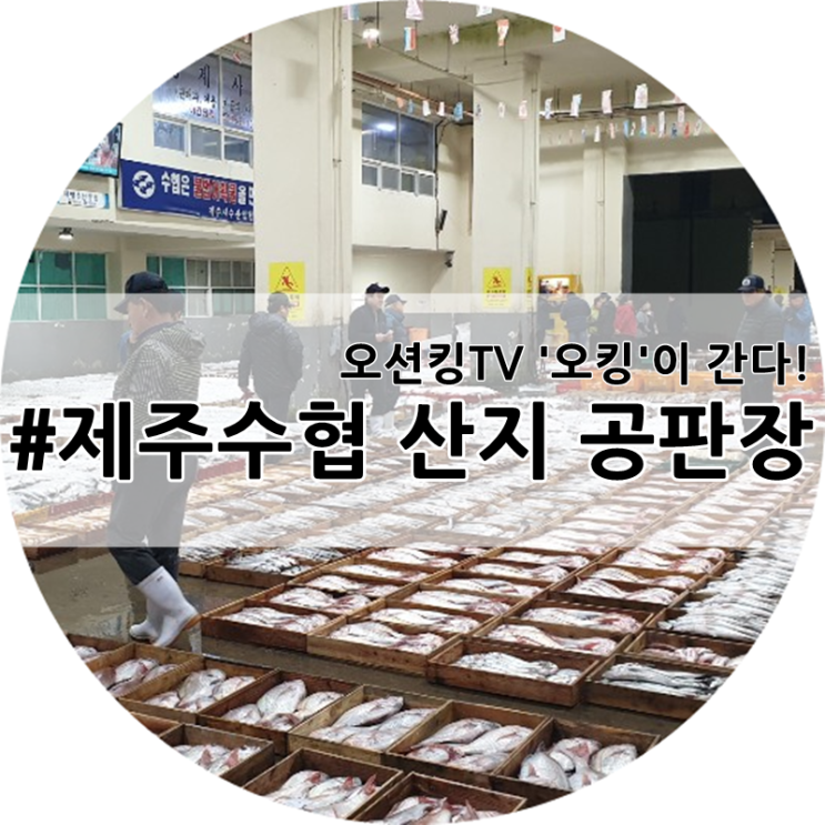  초신선 프로젝트_산지직송 제주수협 공판장