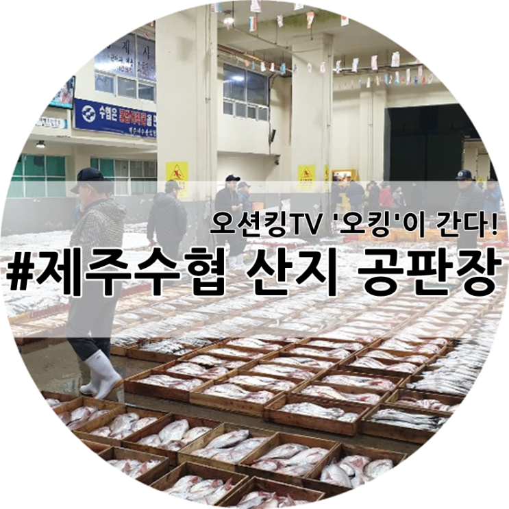 초신선 프로젝트_산지직송 제주수협 공판장