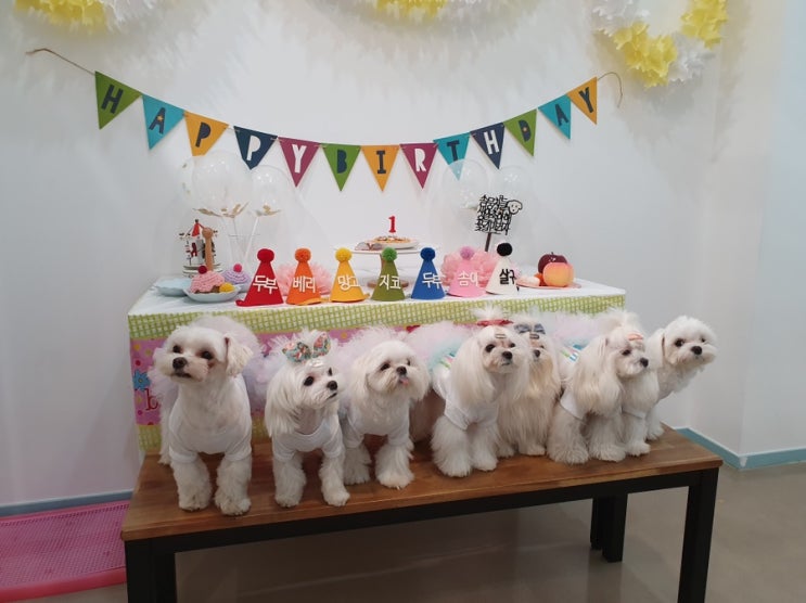 두부 친구들과 생일파티 개들의수다 (운동장애견카페)(김포애견카페)