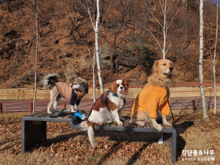  한강 덕소삼패지구 겨울 강아지 산책코스 좋아