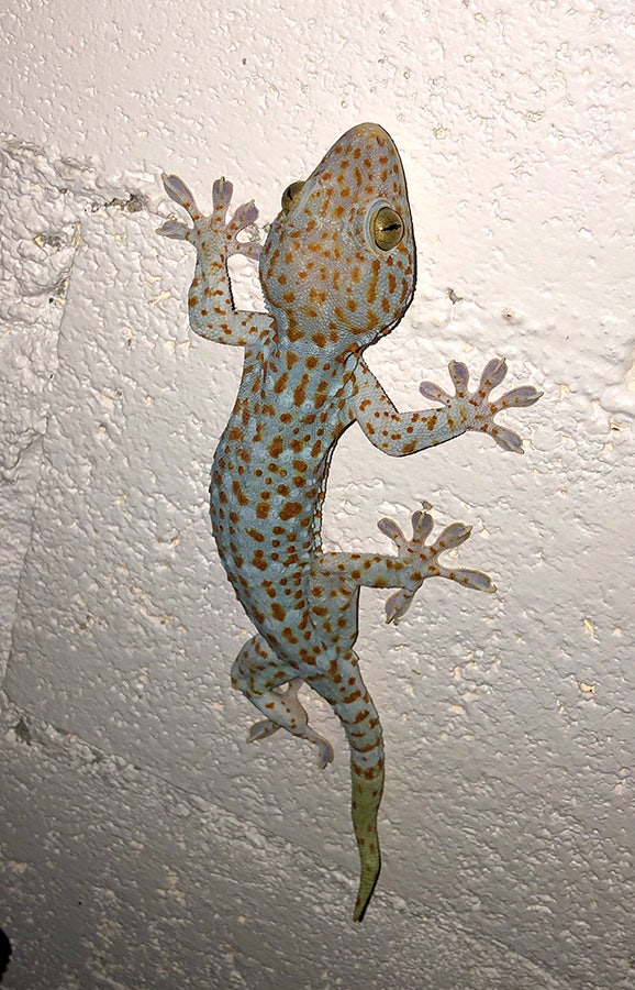 태국에서 만난 도마뱀 뚝개, 토케이 게코(Tokay Gecko) 다 : 네이버 블로그