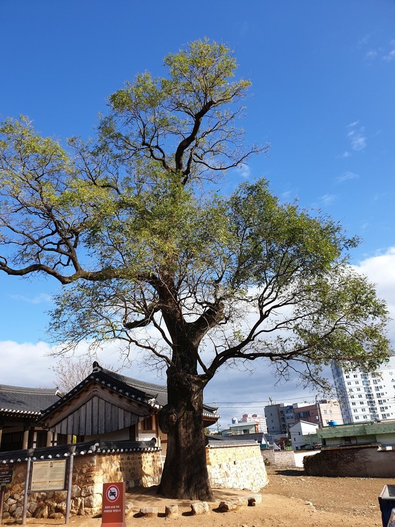 고목 기장군 보호수