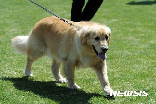 사람 문 반려견 공격성 평가 후 안락사 허용.. 맹견 소유자 보험 가입 의무화 사람 문 반려견 공격성 평가 후 안락사 허용.. 맹견 소유자 보험 가입 의무화