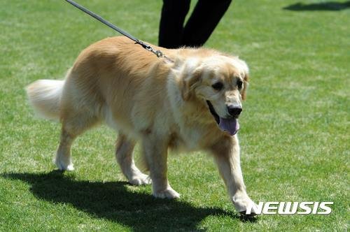 사람 문 반려견 공격성 평가 후 안락사 허용.. 맹견 소유자 보험 가입 의무화