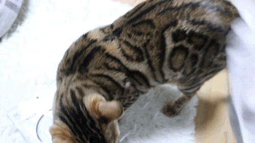 고양이목욕용품 :: 코코 쓰담쓰담 목욕장갑