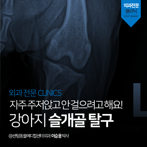  [외과] 강아지 슬개골 탈구 - 자주 주저앉고 안 걸으려고 해요!  (부산 수영구 남천동 민락동 광안동 수술 전문 동물병원)
