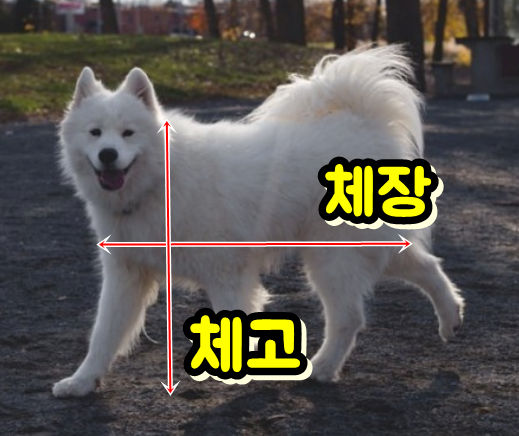  맹견 종류(8종), 입마개 과태료(벌금)
