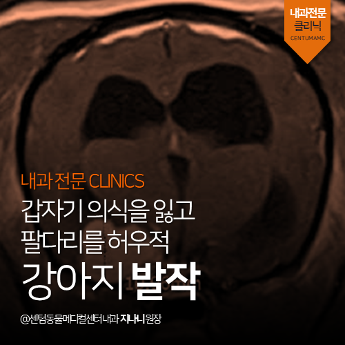  [내과] 강아지 발작 - 갑자기 의식을 잃고 팔다리를 허우적 (부산 수영구 노령견 신경계 전문 동물병원, 뇌수막종, 뇌종양, 24시)