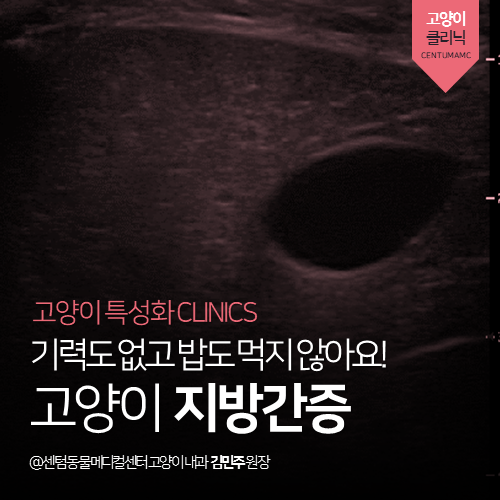  [고양이내과] 고양이 지방간증 - 기력도 없고 밥도 먹지 않아요! (부산 남구 감만동 우암동 문현동 24시 동물병원, 황달)