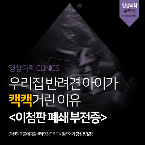  [영상의학과] 우리집 반려견 아이가 캑캑거린 이유 <이첨판 폐쇄 부전증> (부산 수영구 광안동 망미동 수영동 24시 동물병원)