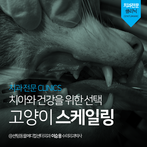  [치과] 고양이 스케일링 - 치아와 건강을 위한 선택 (부산 연제구 거제동 연산동 24시 동물병원, 치석, 치은염)
