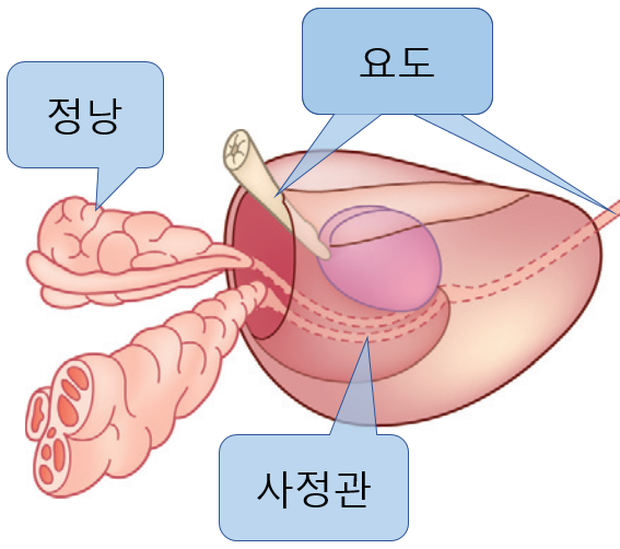  전립선이 안 좋으면 어떻게 되나요?- 전립선에 생길 수 있는 질병들