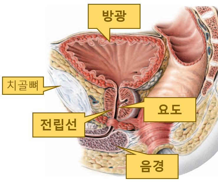  "전립선은 어디 있나요?"- 전립선의 위치