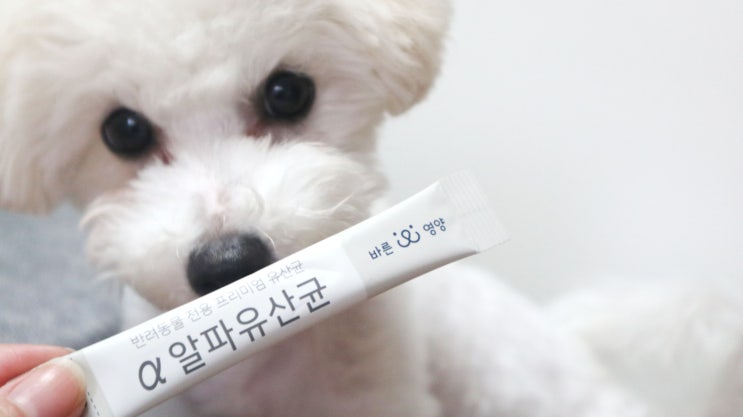  강아지유산균 추천 바른영양펫연구소 알파유산균 장 건강 이걸로 챙겨줘요!