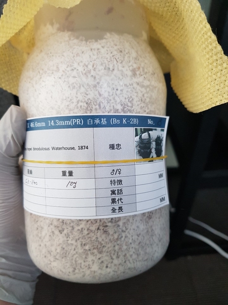  [Bs] 극태왕사슴벌레 K-2B 추가 균사 투입 기록용