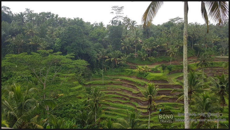 [발리/우붓] 우붓추천 여행지와 맛집- 뜨갈랄랑 (Tegalalang Rice field) 그리고 식당 (LUMBUNG SARI WARUNG,Tepi Sawah Waroeng)