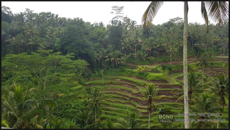  [발리/우붓] 우붓추천 여행지와 맛집- 뜨갈랄랑 (Tegalalang Rice field) 그리고 식당 (LUMBUNG SARI WARUNG,Tepi Sawah Waroeng)