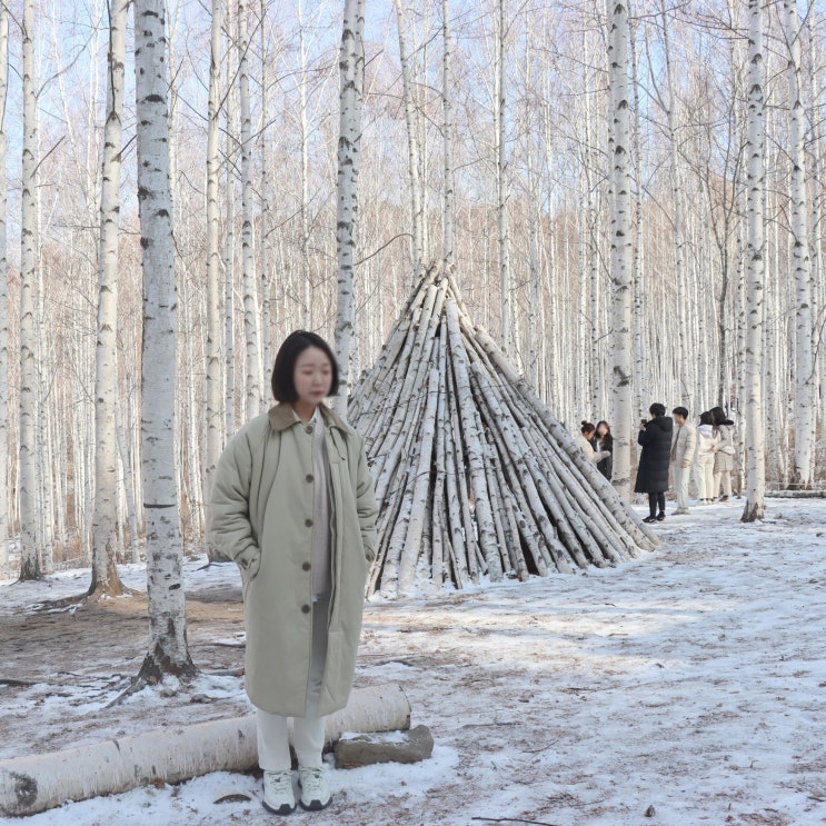  겨울강원도여행 인제 속삭이는자작나무숲