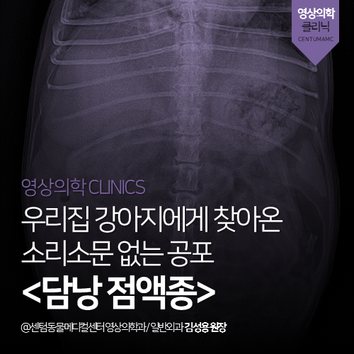 [영상의학과] 우리집 강아지에게 찾아온 소리소문 없는 공포 <담낭 점액종> (부산 연제구 거제동 연산동 노령견 건강검진 동물병원)