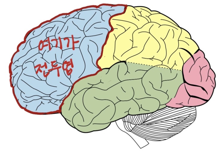 ADHD, 왜 전두엽과 관련이 있을까?