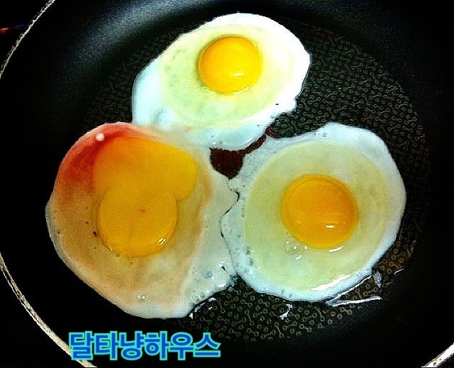 핏자국 있는 달걀. 계란에 피. 계란에 까만점. 피계란 먹어도 될까요? : 네이버 블로그 핏자국 있는 달걀. 계란에 피. 계란에 까만점. 피계란 먹어도 될까요? : 네이버 블로그