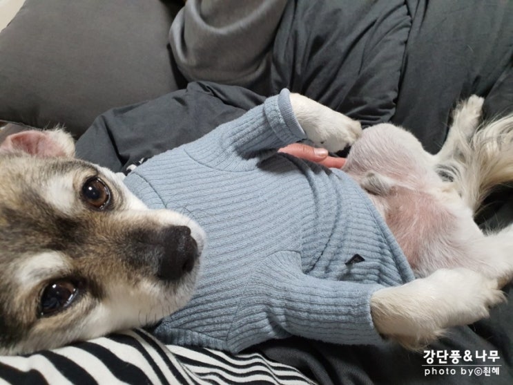  강단풍나무 짜투리 사진 일상 엿보기