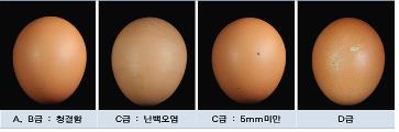 "시중 판매 계란 78%가 1등급 이상..상온 판매 시 신선도 낮아"