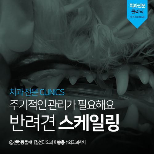  [치과] 반려견 스케일링, 주기적인 관리가 필요합니다 (부산 수영구 남천동 망미동 민락동 강아지 고양이 동물병원)