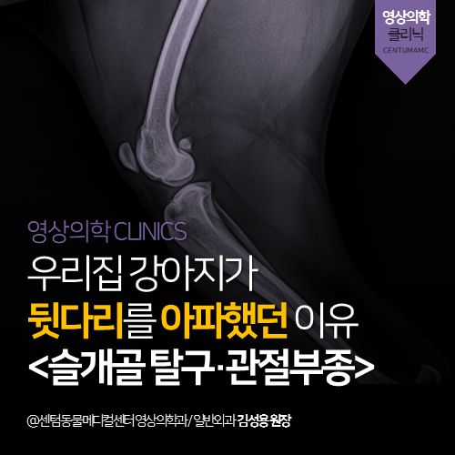  [영상의학과] 우리집 강아지가 뒷다리를 아파했던 이유 <슬개골 탈구 · 관절부종> (부산 연제구 거제동 연산동 엑스레이 분석 전문 동물병원)
