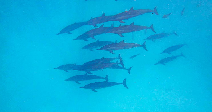 2019.12.29 몰디브(Maldives) 돌고래(Dolphin watching) _Maldives #34