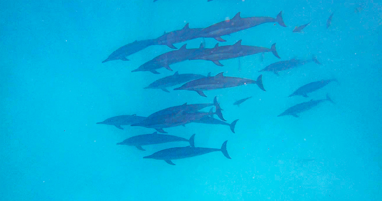  2019.12.29 몰디브(Maldives) 돌고래(Dolphin watching) _Maldives #34