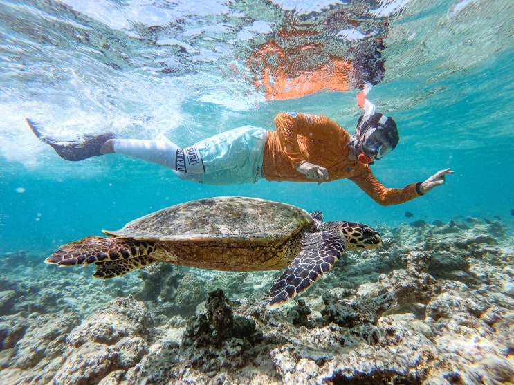 2019.12.29 몰디브(Maldives) 바다거북(Turtle Reef) _Maldives #33