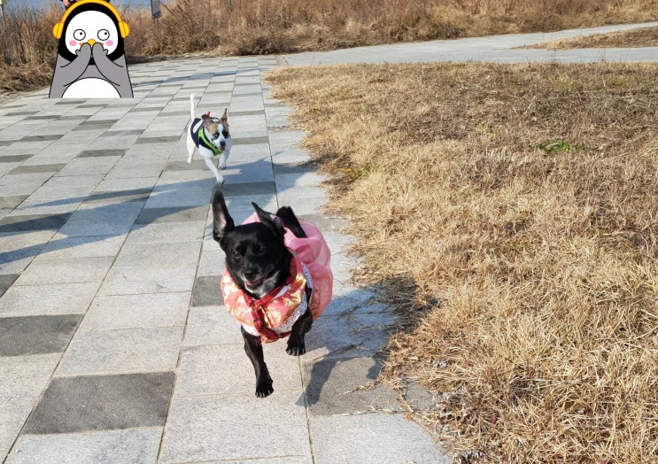 < 여주 이포보 나들이 > 강아지 출입 금지 이포보 전망대. 강아지 산책하기 좋은 코스는? < 여주 이포보 나들이 > 강아지 출입 금지 이포보 전망대. 강아지 산책하기 좋은 코스는?
