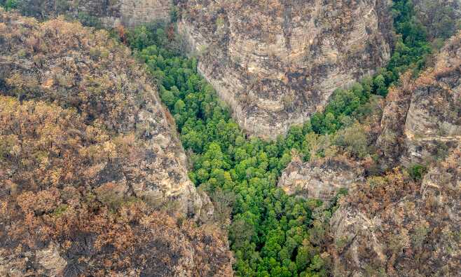 호주 산불로 멸종될 뻔한 2억년 된 소나무 살린 소방관들