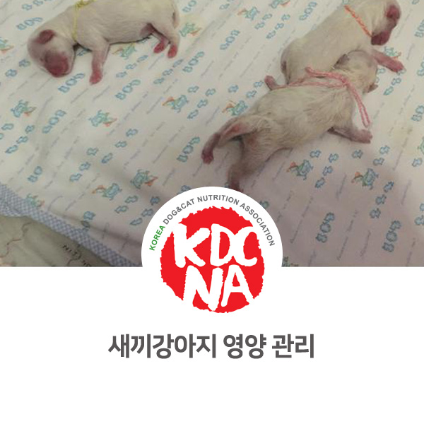 [강아지 고양이 필수 정보] 새끼강아지 영양 관리하는 방법_34