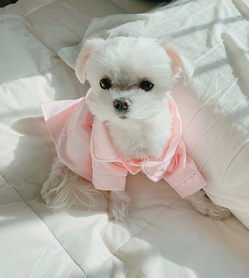 하이펫션