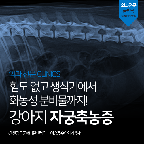  [외과] 강아지 자궁축농증 - 힘도 없고 생식기에서 화농성 분비물까지 (부산 남구 용당동 감만동 우암동 24시 동물병원)