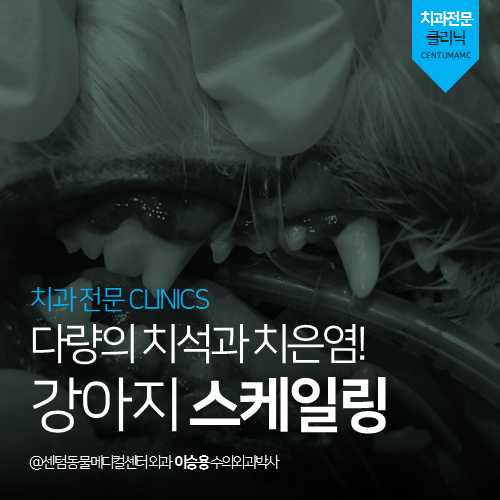 [치과] 강아지 스케일링 - 다량의 치석과 치은염  (부산 남구 감만동 우암동 용당동 외과 전문 동물병원)