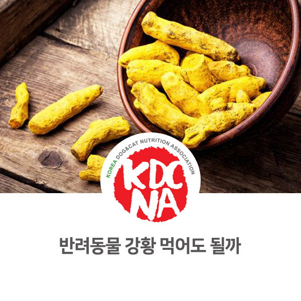  [반려동물 식재료 정보] 강아지 고양이 강황 먹어도 되나요?_133